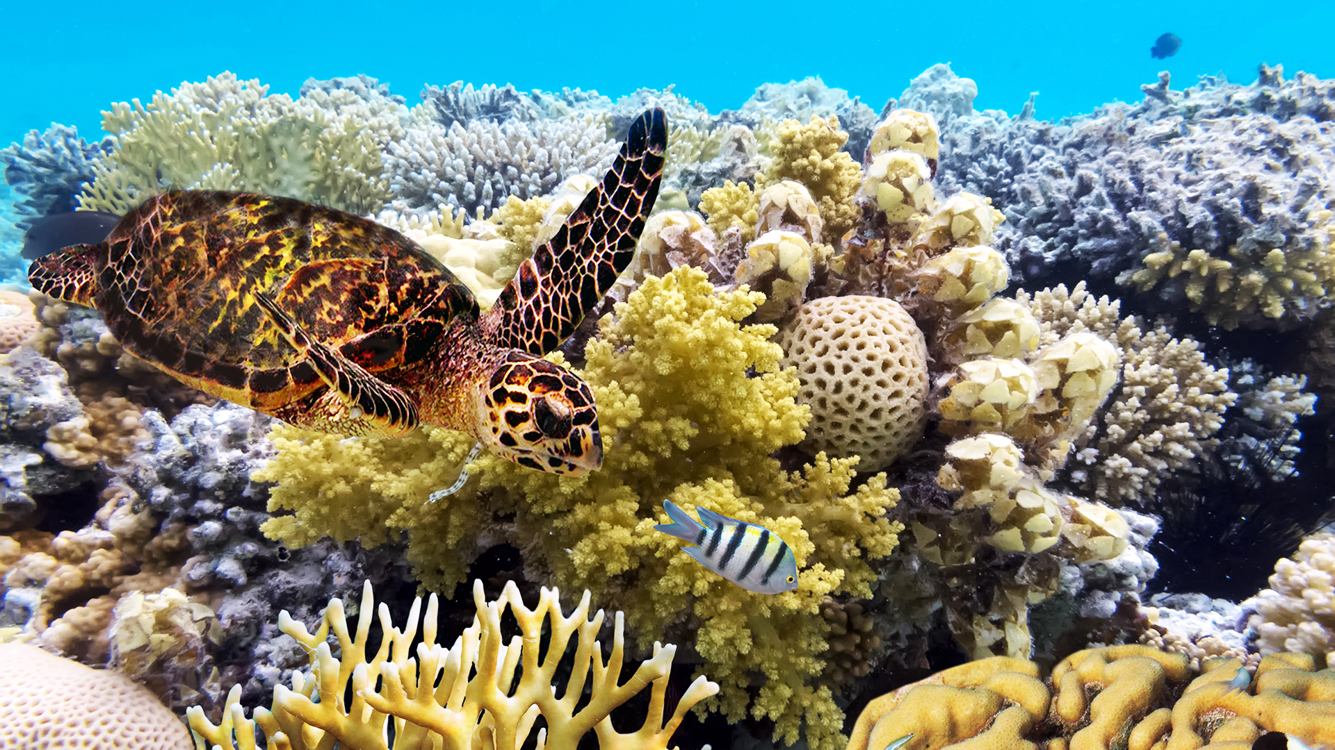 Chlamydia-like bacteria discovered in Great Barrier Reef corals