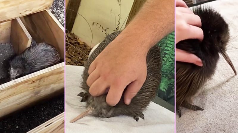 'Leave the bird alone': Miami Zoo stops 'gross' Kiwi encounters after facing wrath of NZers