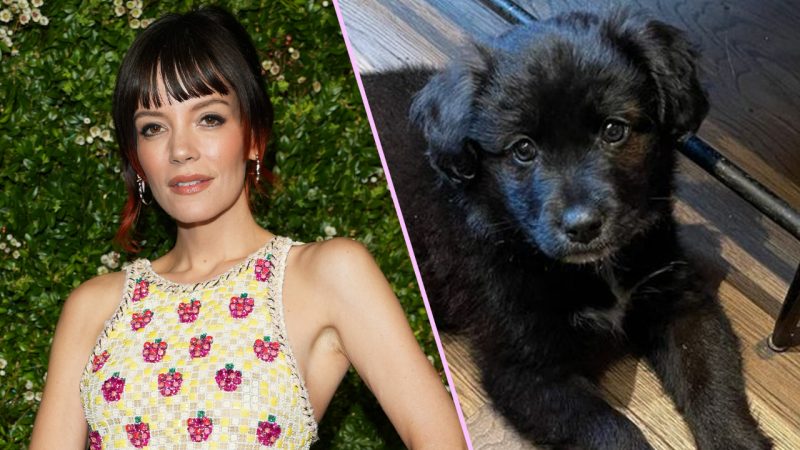 I was furious at Lily Allen for rehoming a puppy that 'ruined her life' - until now